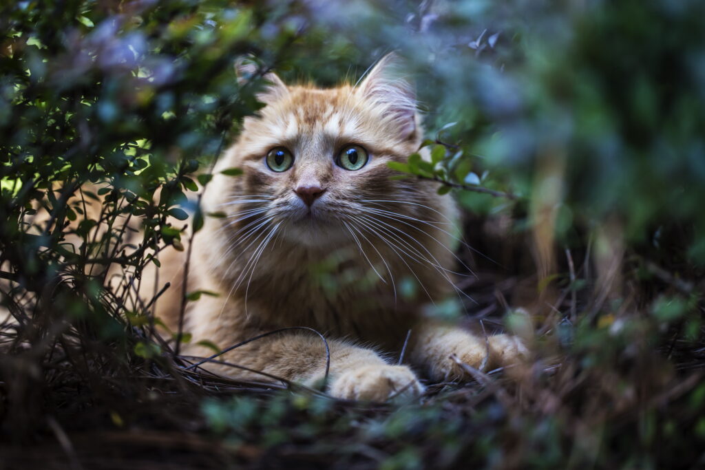 Serene Furry Red Cat Among Leaves - High-Res 3000x2000 Wallpaper