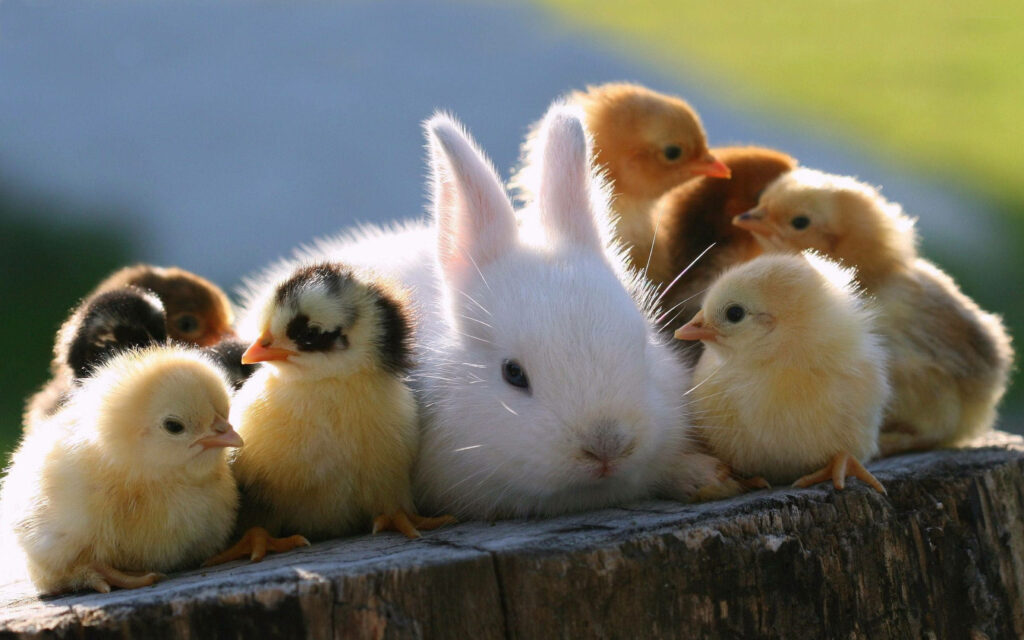 Furry Friends Basking in the Sunlight: An Enchanting Encounter with a Rabbit and Chicks Perched on a Concrete Fence Wallpaper
