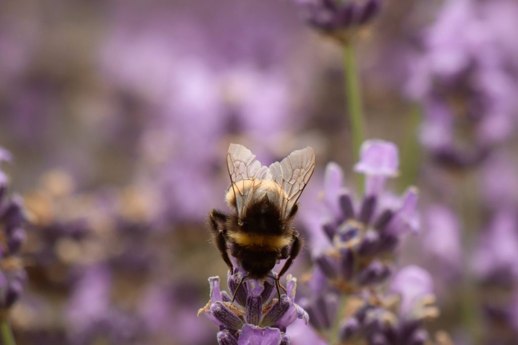 Fuzzy bumblebee resting on vibrant purple lavender flower with soft bokeh background close-up Wallpaper