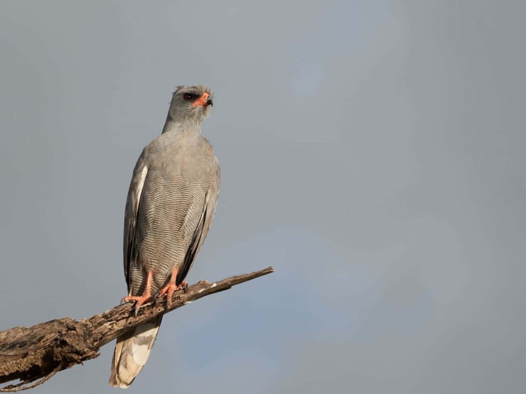 Gabar Goshawk with grey plumage and orange legs perched on weathered branch against sky Wallpaper