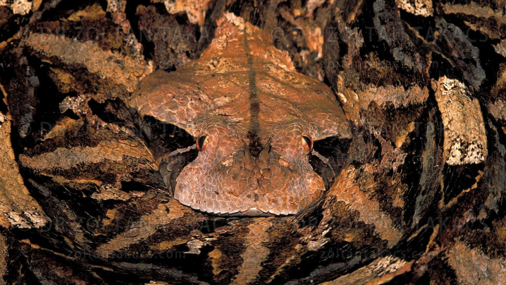 Gaboon Viper Camouflage Wallpaper: Intricate Patterns in Nature