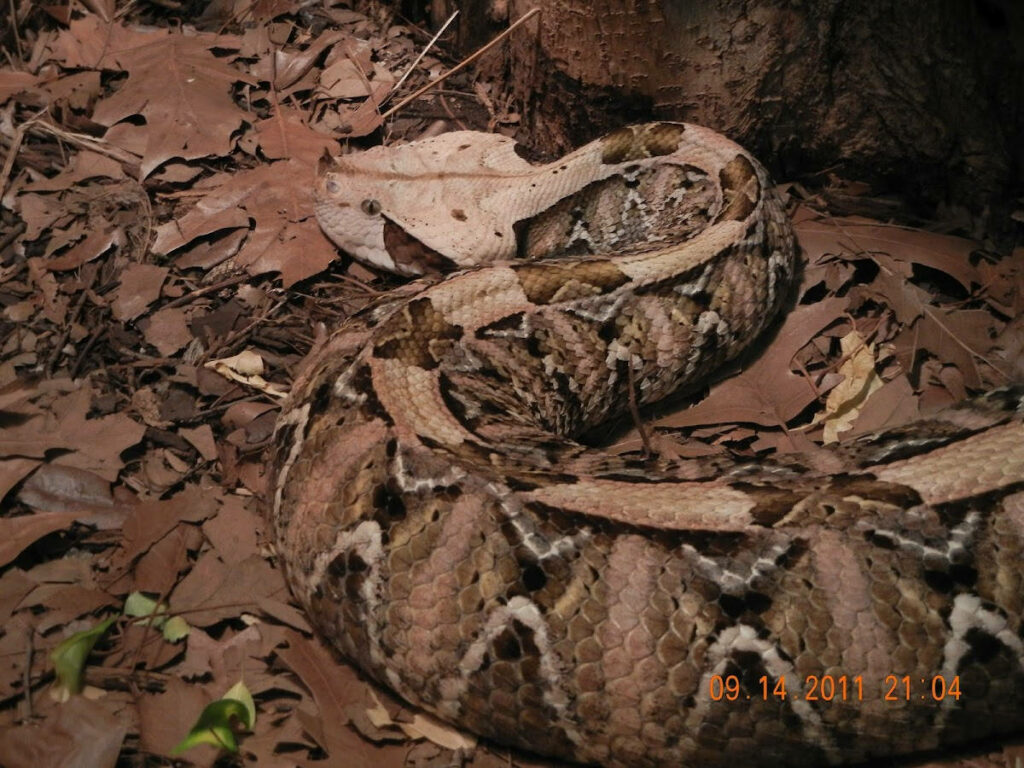 Gaboon Viper Wallpaper: Distinctive Pattern in Natural Habitat