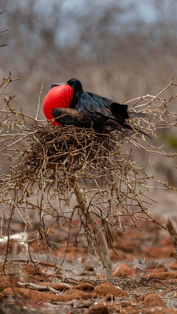 Male frigatebird with red inflated throat pouch perched on rustic nest Galapagos wallpaper