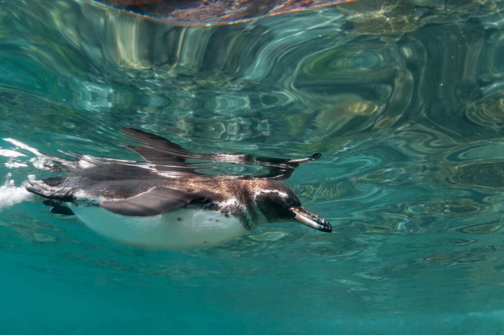 Stunning Galapagos Penguin Swimming Underwater - Vibrant Marine Scene Wallpaper