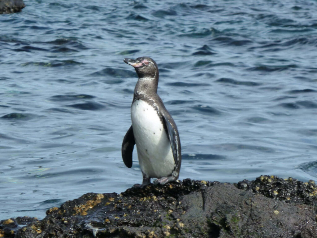 Galapagos Penguin on Rocky Shore: Nature's Beauty & Habitat Wallpaper