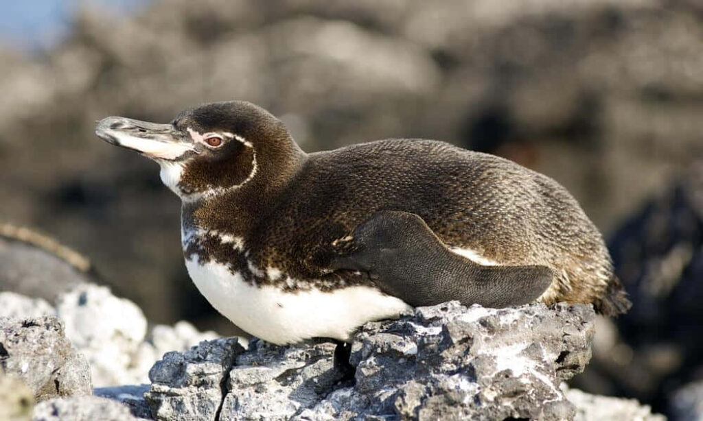 Galapagos Penguin on Lava Rocks: Unique Island Wildlife Wallpaper