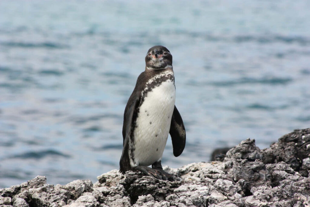 Galapagos Penguin on Rocky Terrain with Serene Ocean Background Wallpaper