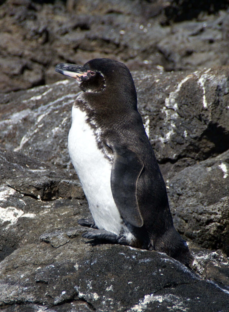 Galapagos Penguin on Rugged Rocks - Black & White Plumage Wallpaper