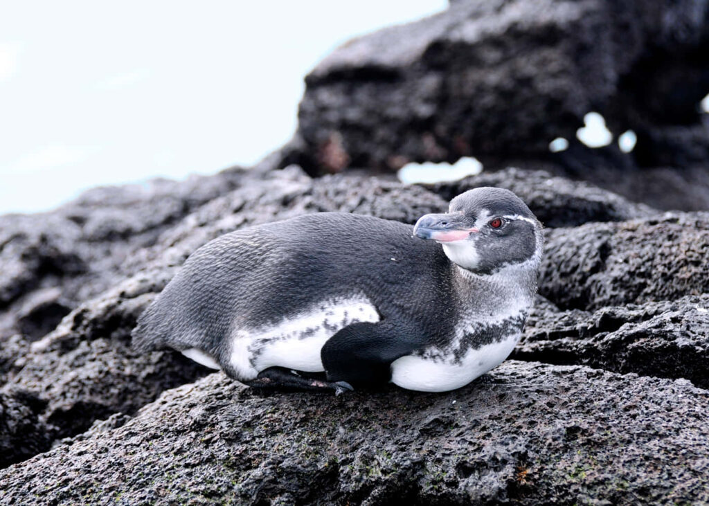 Galapagos Penguin on Volcanic Rocks: Serene Island Background Wallpaper