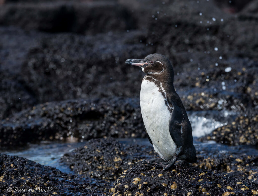 Galapagos Penguin on Volcanic Rocks: A Stunning Coastal Habitat Wallpaper
