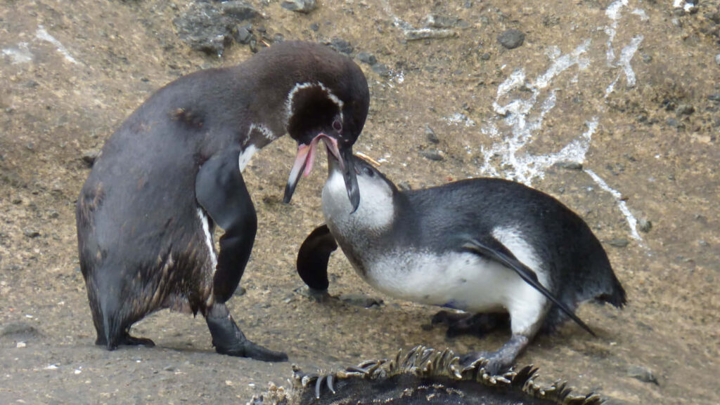 Galapagos Penguins Share Food Amidst Rocky Habitat - Wildlife Wallpaper