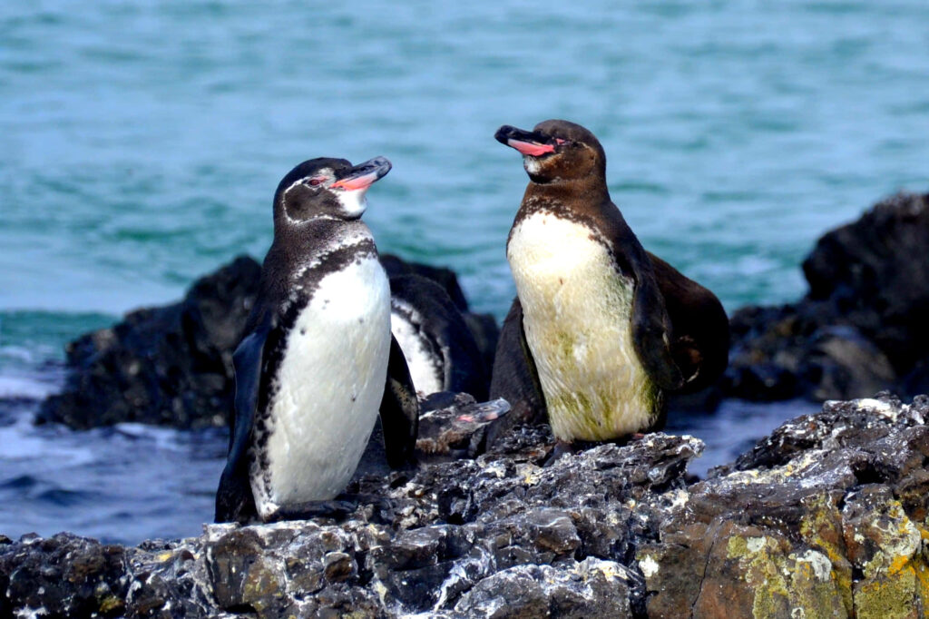 Galapagos Penguins Wallpaper: Sunlit Rocky Shore & Turquoise Waters