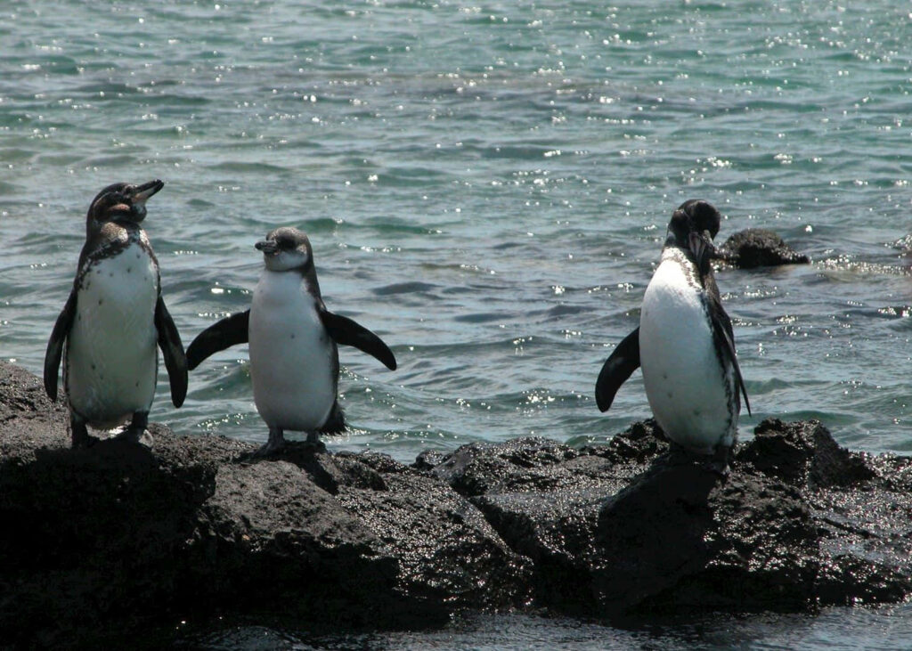 Galapagos Penguins on Black Rocks by Crystal-Clear Ocean Waters Wallpaper