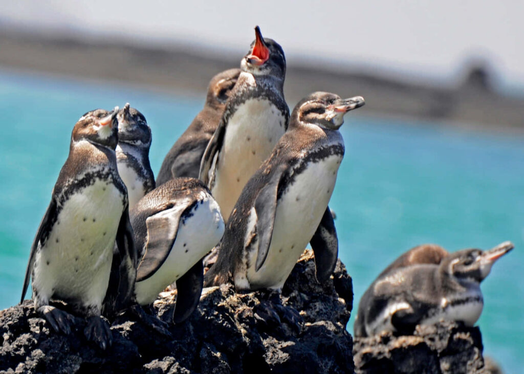 Galapagos Penguins on Rugged Rocks | Stunning Turquoise Background Wallpaper