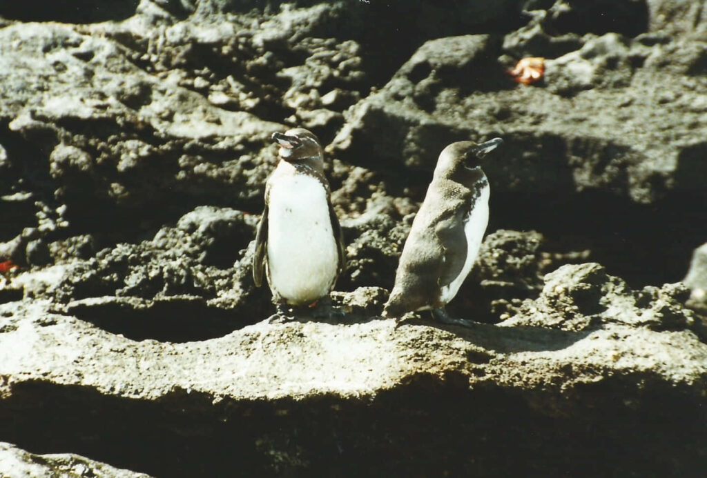 Galapagos Penguins on Rugged Rocks: Nature's Stunning Backdrop Wallpaper