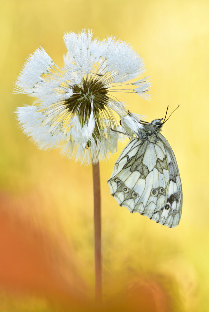 Macro Beauty: Galathea Butterfly on Dandelion Fluff Wallpaper