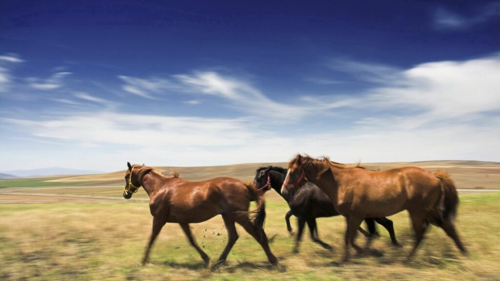 Galloping Horses in Meadow - Vibrant 1920x1080 Wallpaper Background