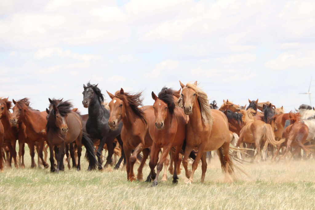 Wild Horses Galloping: Stunning Nature Wallpaper Background