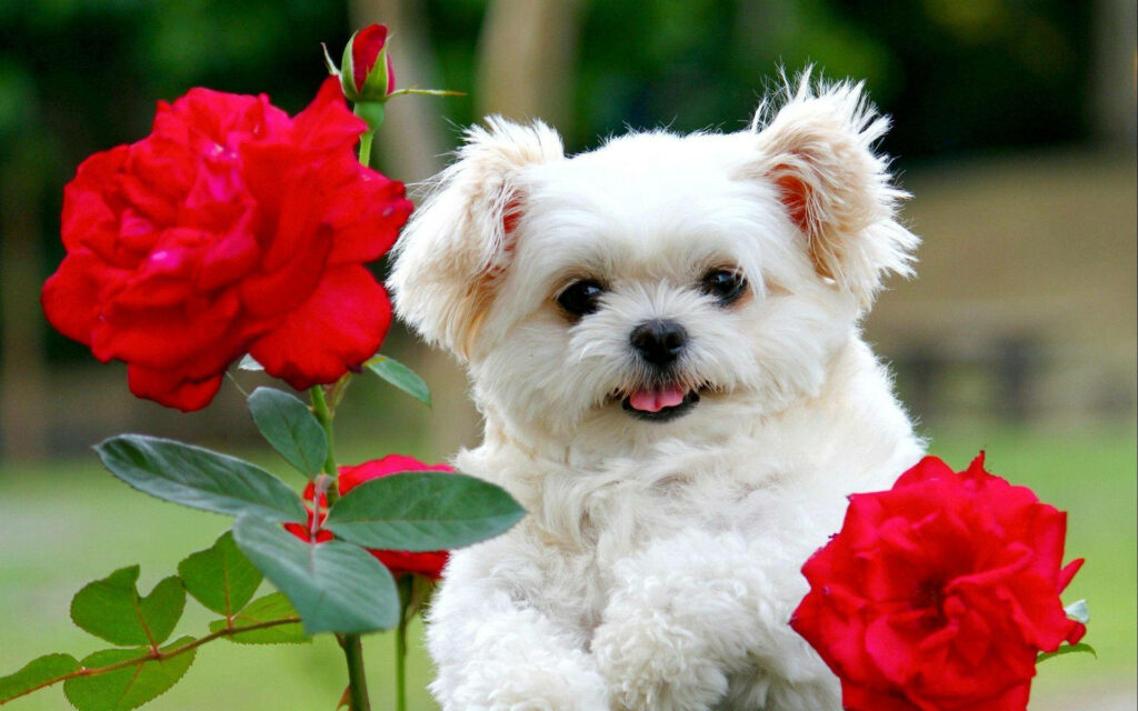Garden of Love: Delightful Background Featuring an Adorable White Fur Puppy with Red Roses Wallpaper