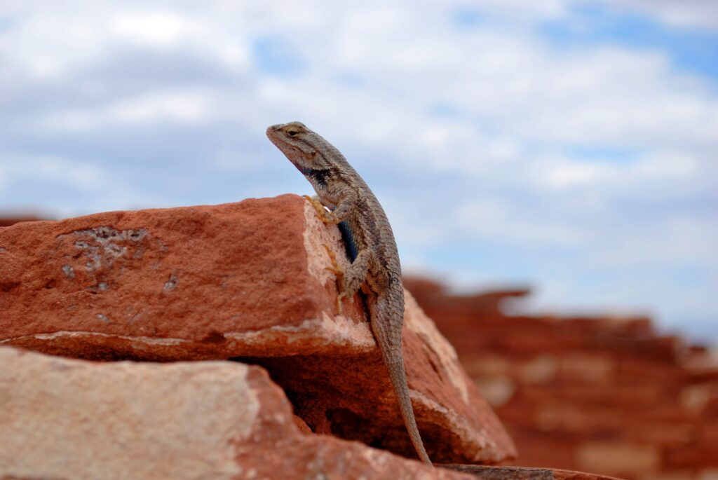 Gecko on Reddish-Brown Rocks: Earthy Natural Wallpaper