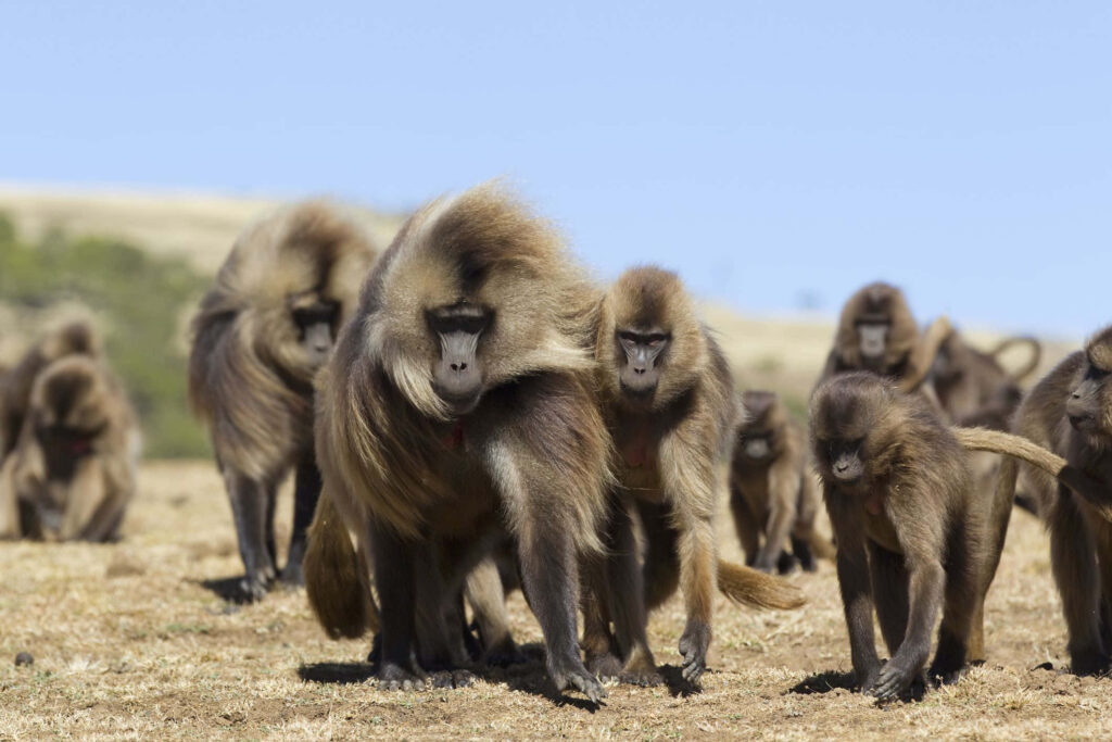 Gelada Baboons in Grassy Habitat: Shaggy Manes & Social Dynamics Wallpaper
