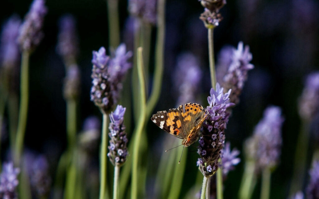 Graceful Encounter: Brown Butterfly Perches on Vibrant Purple Bud Wallpaper