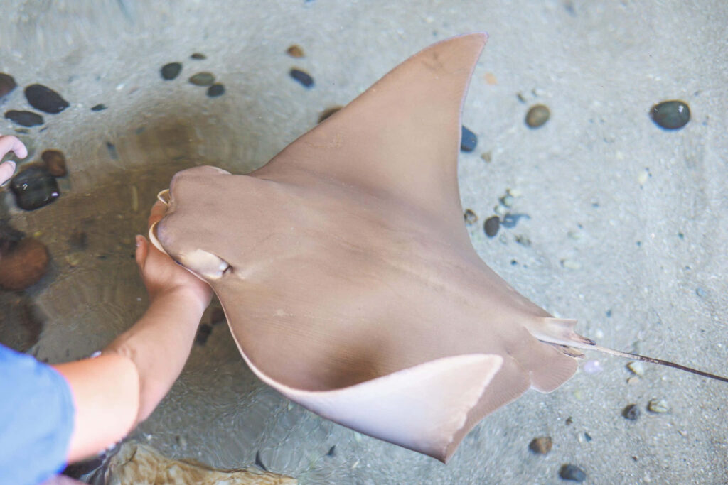 Cownose ray gliding in shallow clear water near human hand touching smooth surface serene scene Wallpaper