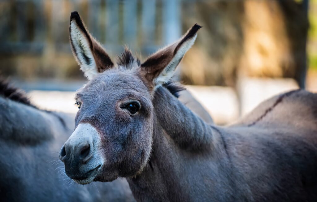Close-up of a gentle grey donkey with expressive eyes in natural sunlight and blurred background Wallpaper