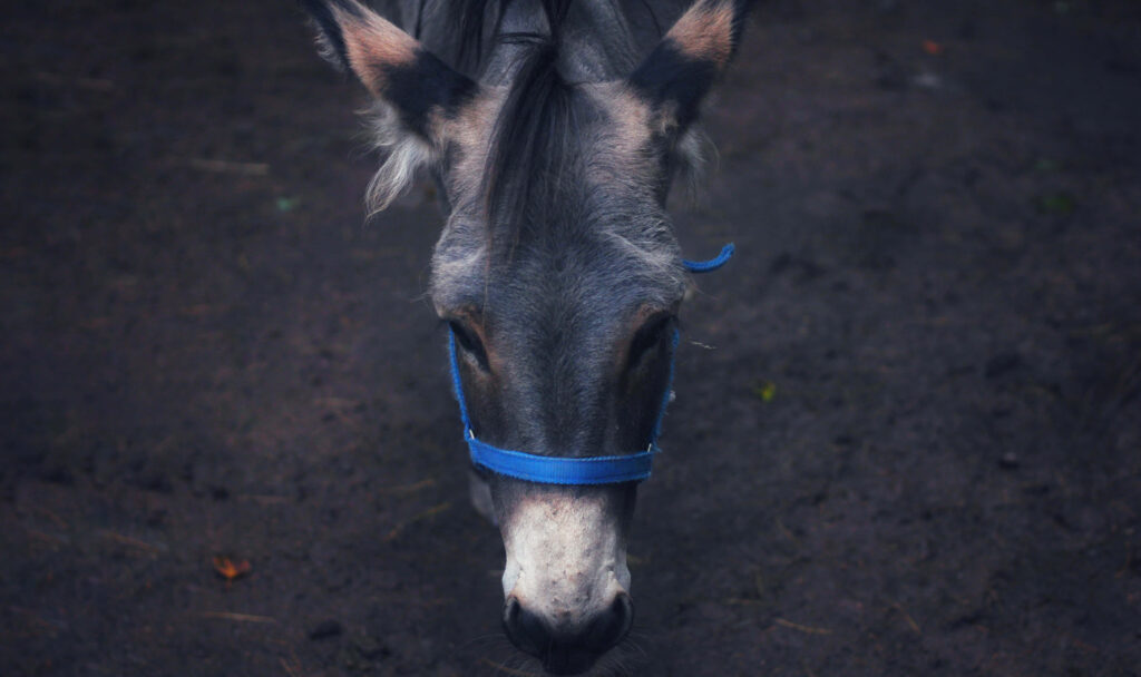 Close-up of gentle donkey with gray fur and blue halter on dark rustic natural background wallpaper