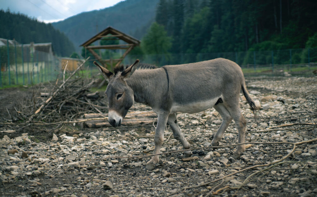 Gentle donkey walking on rocky farmyard with rustic wood buildings lush forests and misty mountains Wallpaper