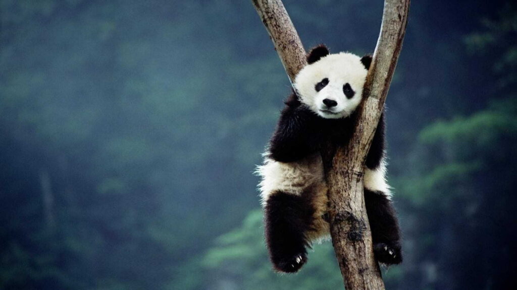 Panda Harmony: Serene Snapshot of Nature's Delight Wallpaper