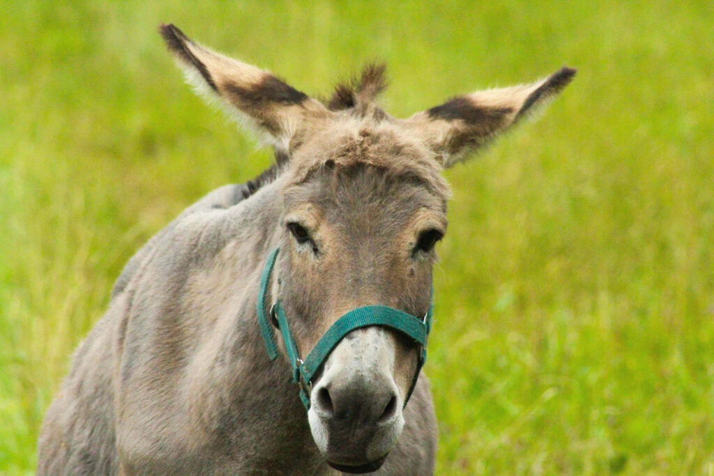 Close-up of gray donkey with green halter in vibrant grassy background gentle animal portrait Wallpaper