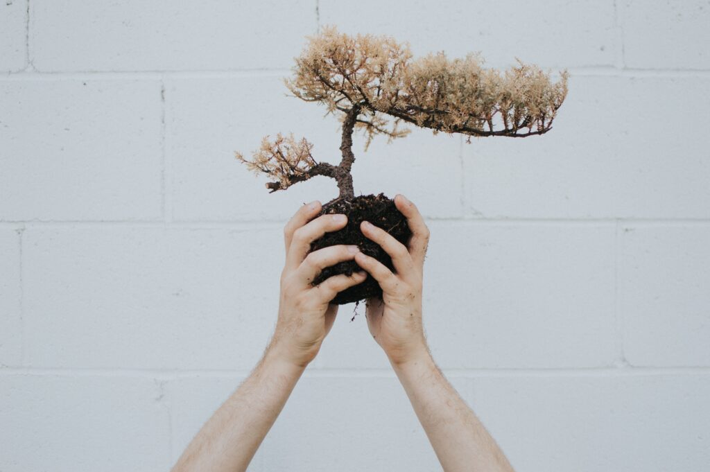 Elegant Bonsai Tree in Hands Against Light Brick Background Wallpaper