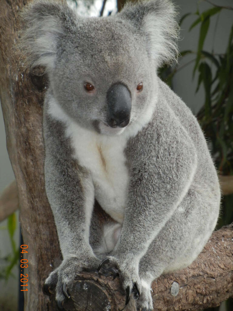 Endearing Koala Perched in Lush Australian Greenery Wallpaper