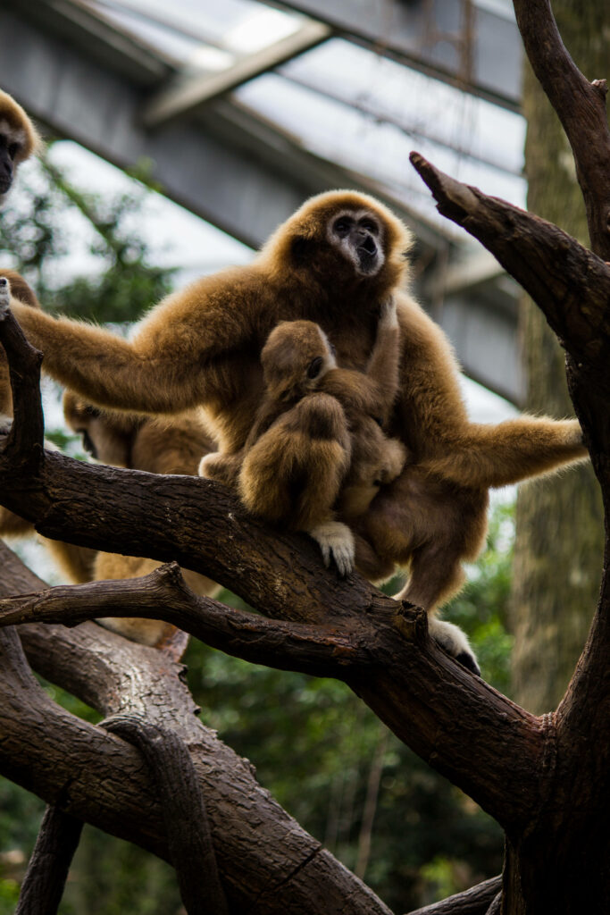 Gibbon Love: A Heartwarming Moment Between a Wise Parent and an Adorable Offspring on a Lush Tree Wallpaper