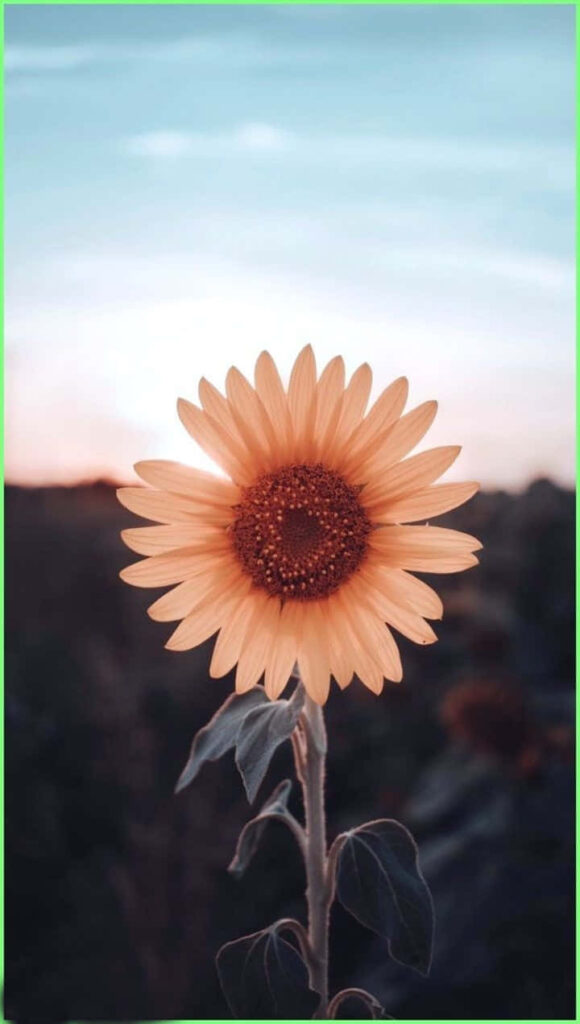Sunflower's Sunshine Bliss Wallpaper