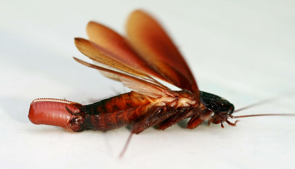 Close-up of German cockroach laying egg case showing detailed reddish-brown wings and body Wallpaper