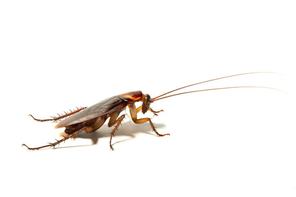 Close-Up of Adult German Cockroach on White Background Wallpaper