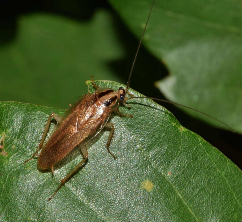 German cockroach eating green leaf close-up glossy brown body long antennae natural background Wallpaper
