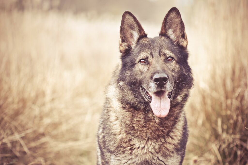 Alert German Shepherd in Grassy Field with Soft Focus Background Wallpaper
