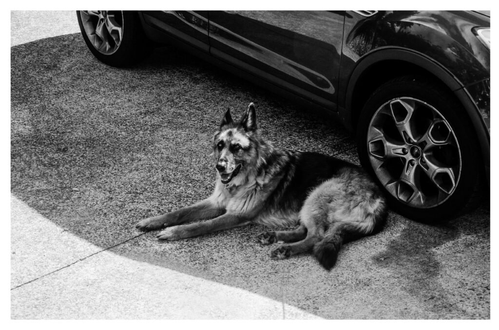 Peaceful German Shepherd Resting by Car - Black and White Wallpaper