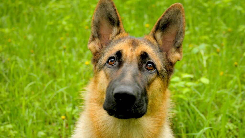 Close-Up of Alert German Shepherd on Lush Green Grass Wallpaper