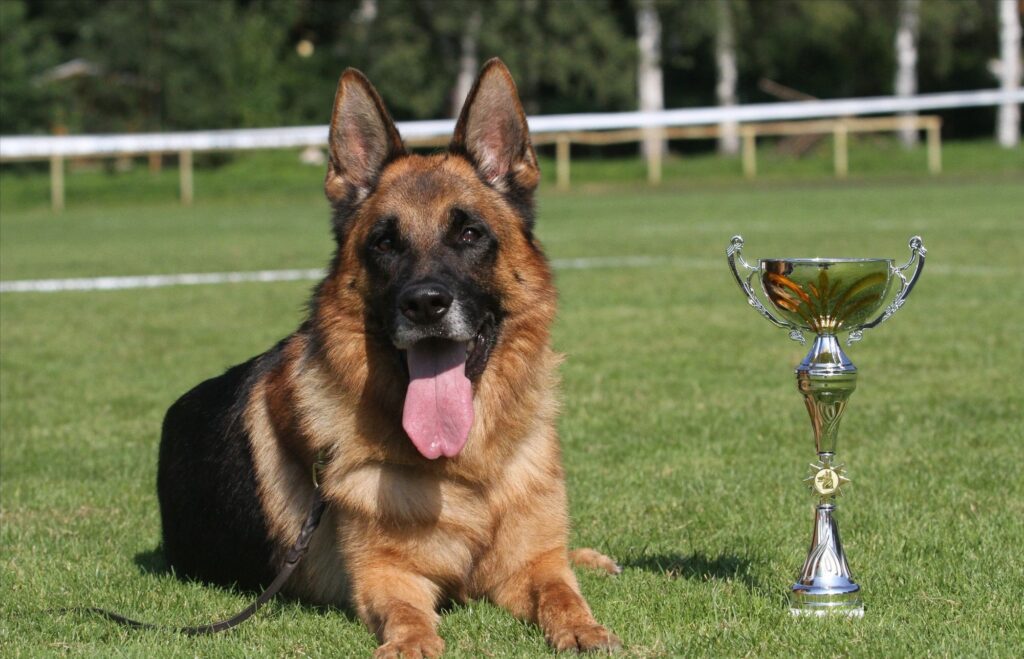 German Shepherd on Grass Beside Trophy - Wallpaper of Achievement
