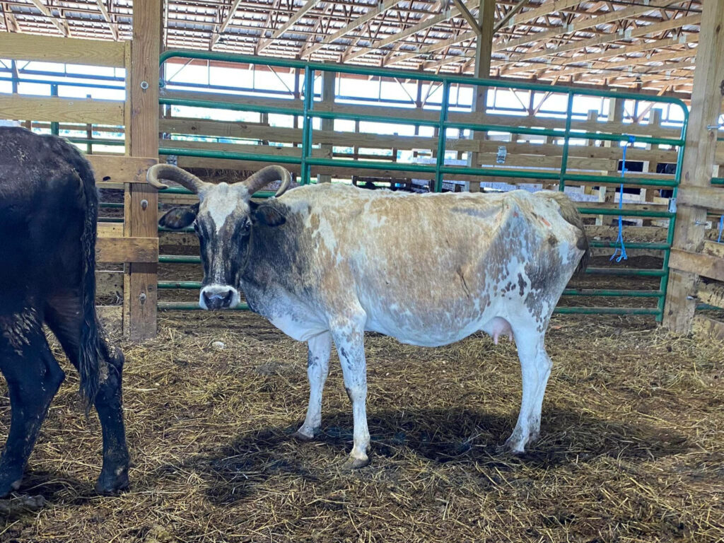 Rustic Barn Scene with Gezerat Pintado Zebu Cow Wallpaper