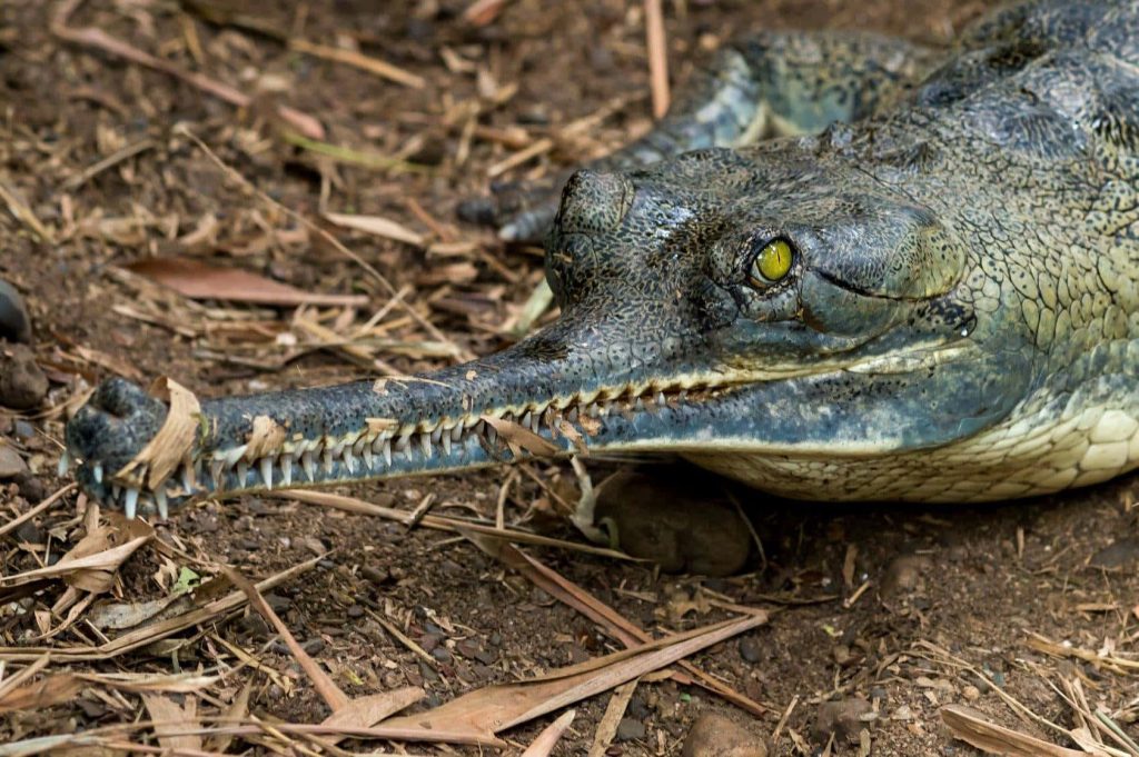 Close-up portrait of Gharial reptile with slender snout sharp teeth and yellow eye on ground Wallpaper
