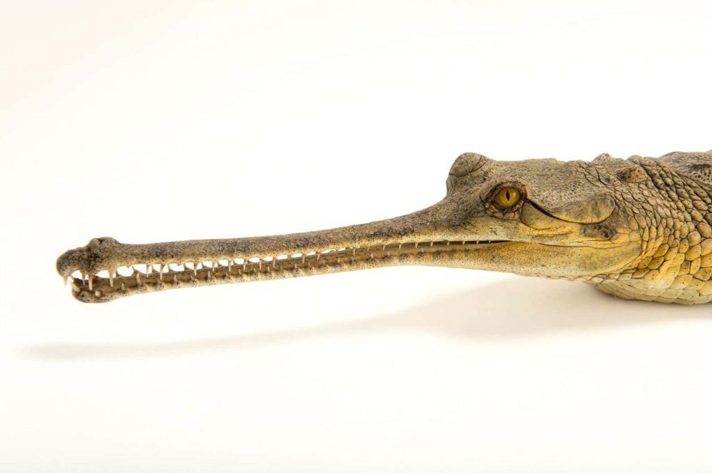 Close-up high-resolution Gharial profile with long snout and detailed amber eye on white background Wallpaper