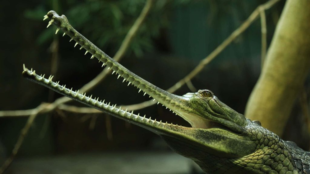 Close-up of a Gharial with long slender snout and sharp teeth in natural light background wallpaper