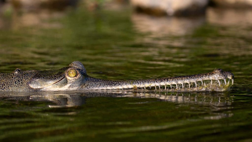 Closeup of gharial with long snout and sharp teeth swimming in calm green river water wallpaper