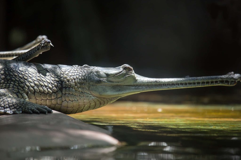 Gharial reptile basking in sunlight with long snout and textured scales by water edge wallpaper