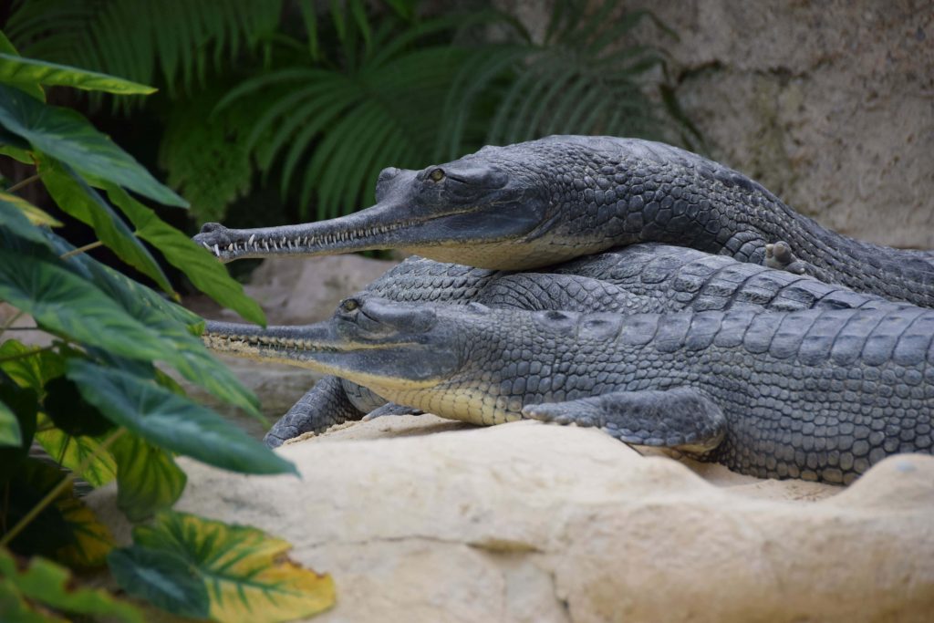 Two Gharials resting on sandy shore with lush green foliage peaceful wildlife wallpaper background